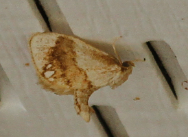 Jewel-tailed Slug